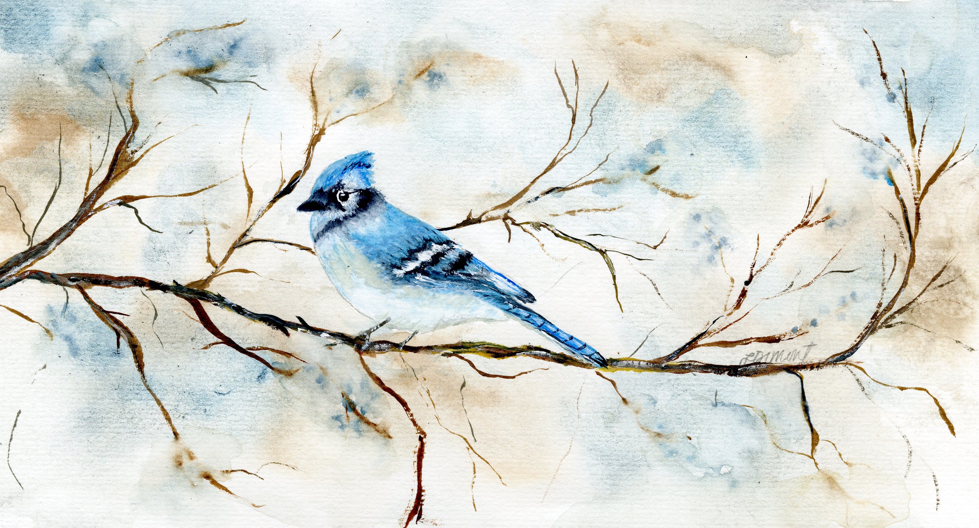 Bird - Bluejay