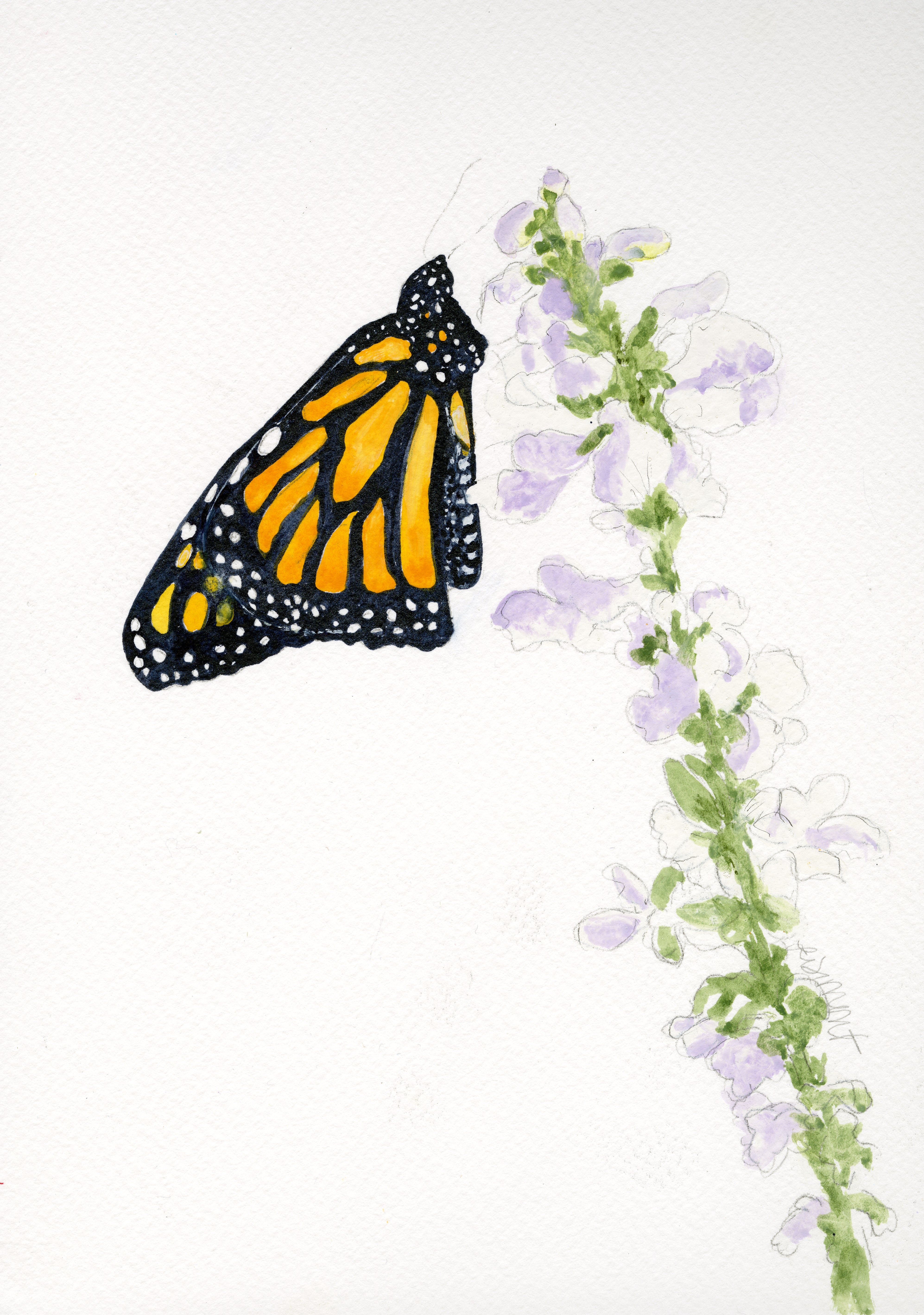 Monarch on Purple Stocks