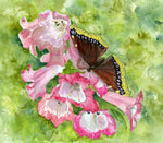 Load image into Gallery viewer, Butterfly Morning Cloak
