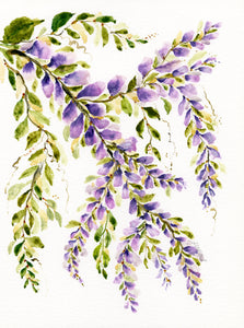 Chinese Wisteria 1