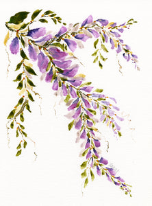 Chinese Wisteria 2