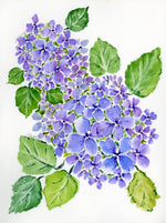 Load image into Gallery viewer, Hydrangea
