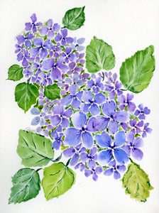 Hydrangea