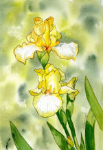 Load image into Gallery viewer, Bearded Iris - Tall Sunshine State
