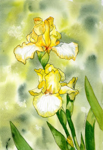 Bearded Iris - Tall Sunshine State