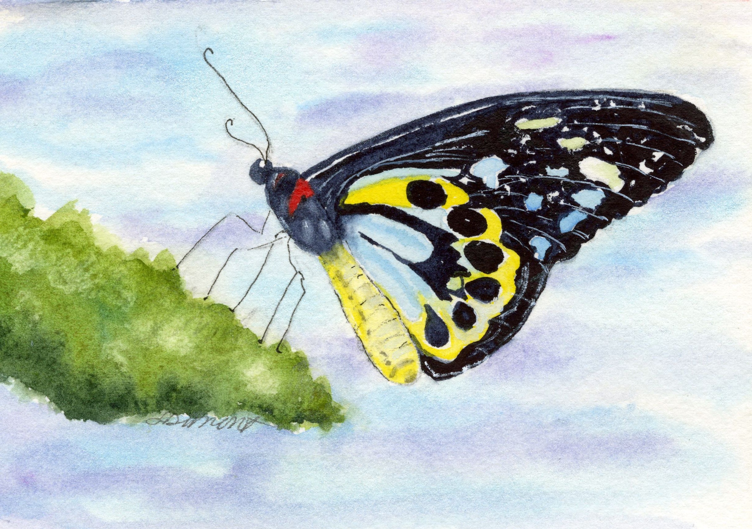 Black & Yellow Butterfly