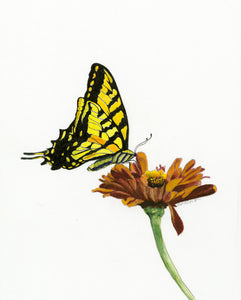 Butterfly - Black & Yellow Swallowtail with Gerbera Daisy