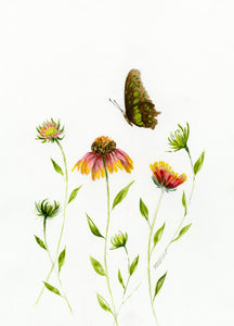 Butterfly - Malachite with Goblin Gaillardia