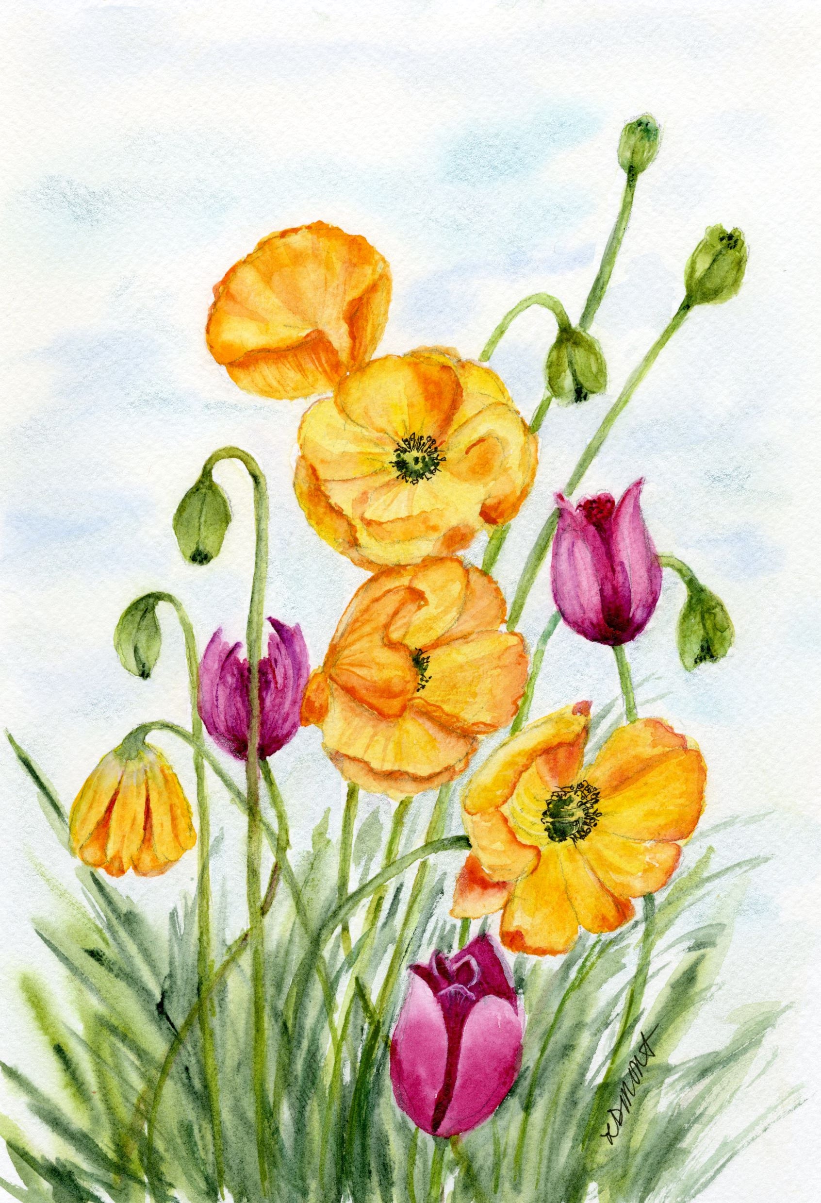 California Sunlight Poppies