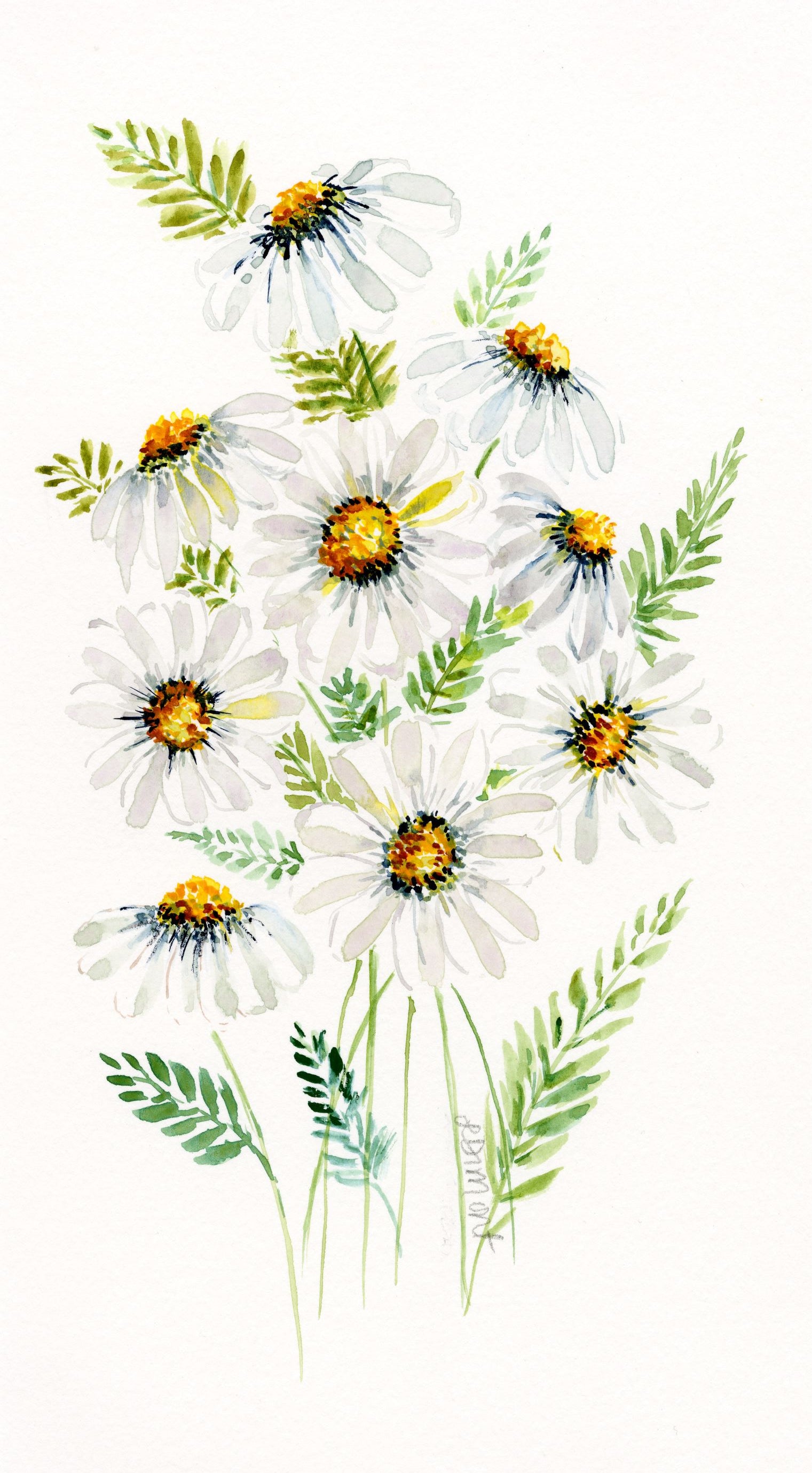 Daisies