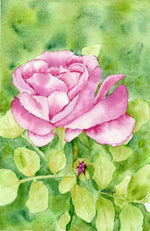 Load image into Gallery viewer, Grandiflora Rose
