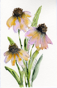 Oxeye Daisies 2