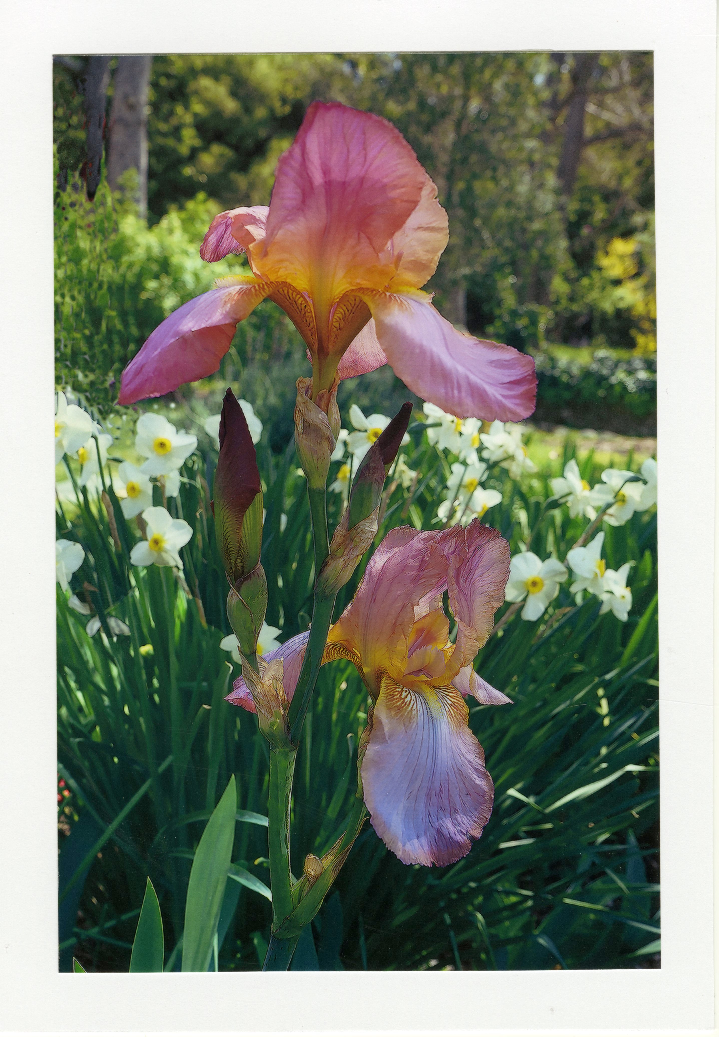 Bearded Iris Califlora Persian Berry