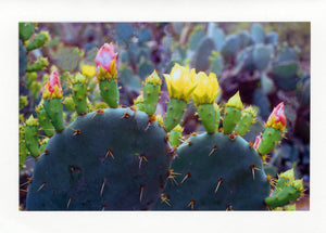 Birthday Candle Cactus