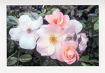 Load image into Gallery viewer, Cresendo Hybrid Tea Rose
