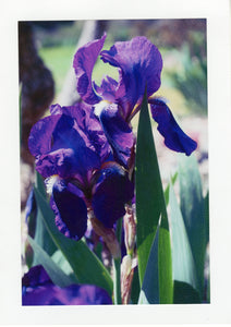 Purple Iris