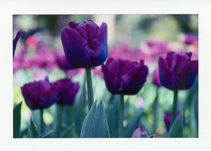 Purple Prince Tulips