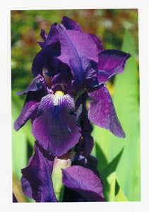 Purple Tall Dutch Iris