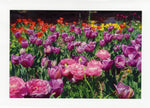 Load image into Gallery viewer, Tulip Field w/Ranunculus
