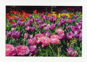 Tulip Field w/Ranunculus