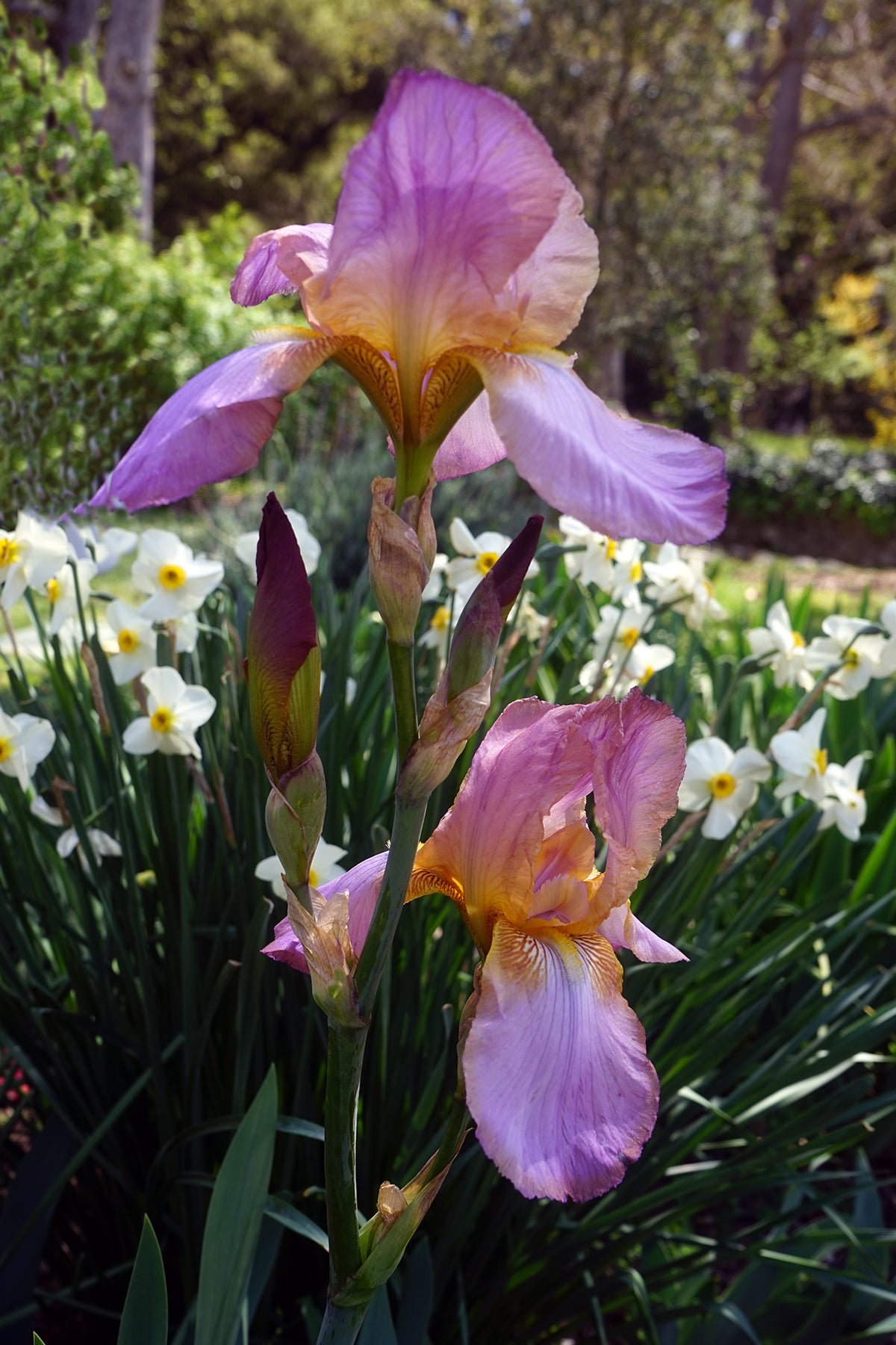 Bearded Iris Califlora Persian Berry