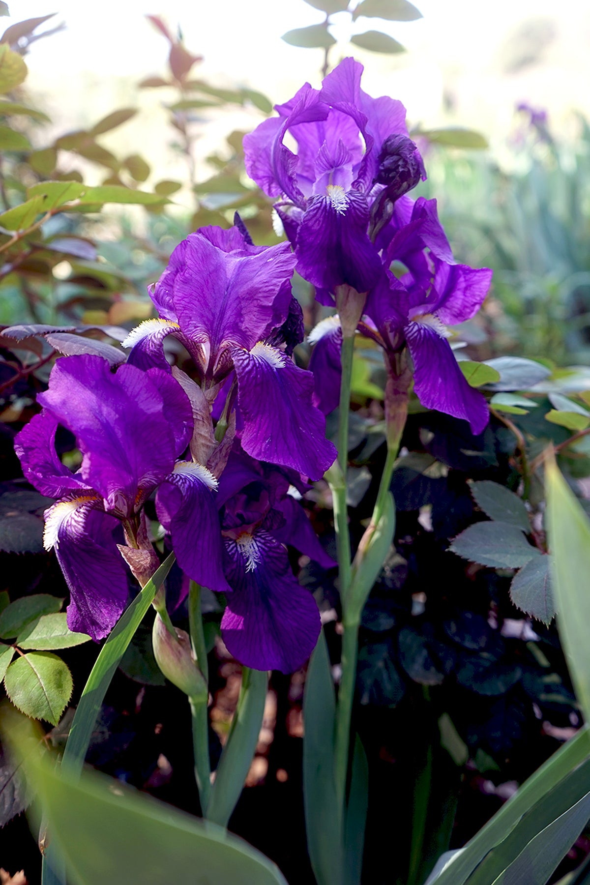 Purple Iris