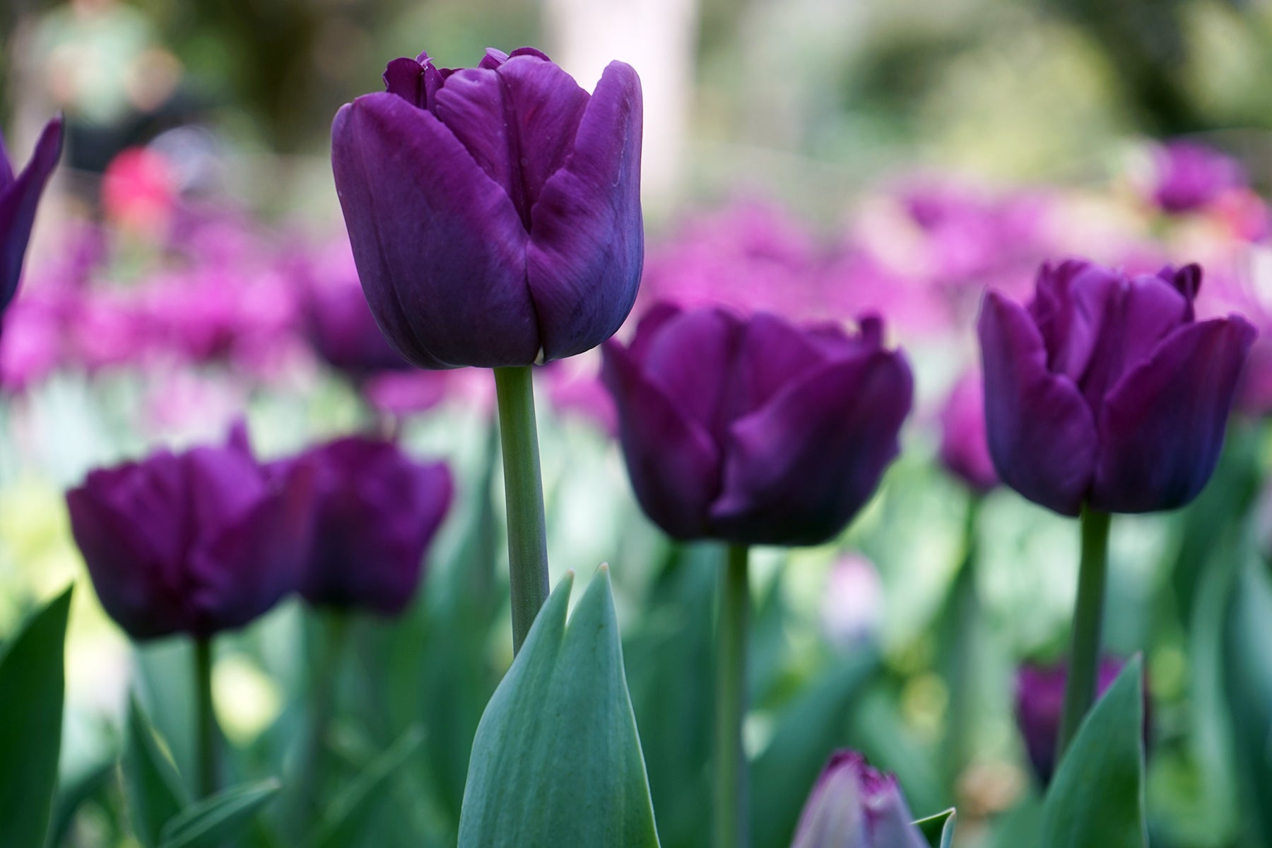 Purple Prince Tulips