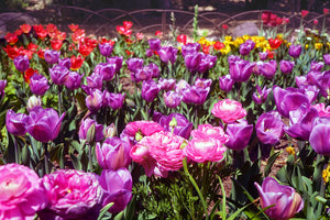 Tulip Field w/Ranunculus