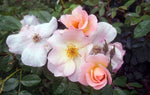 Load image into Gallery viewer, Cresendo Hybrid Tea Rose
