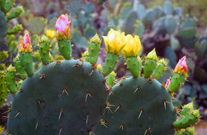 Birthday Candle Cactus