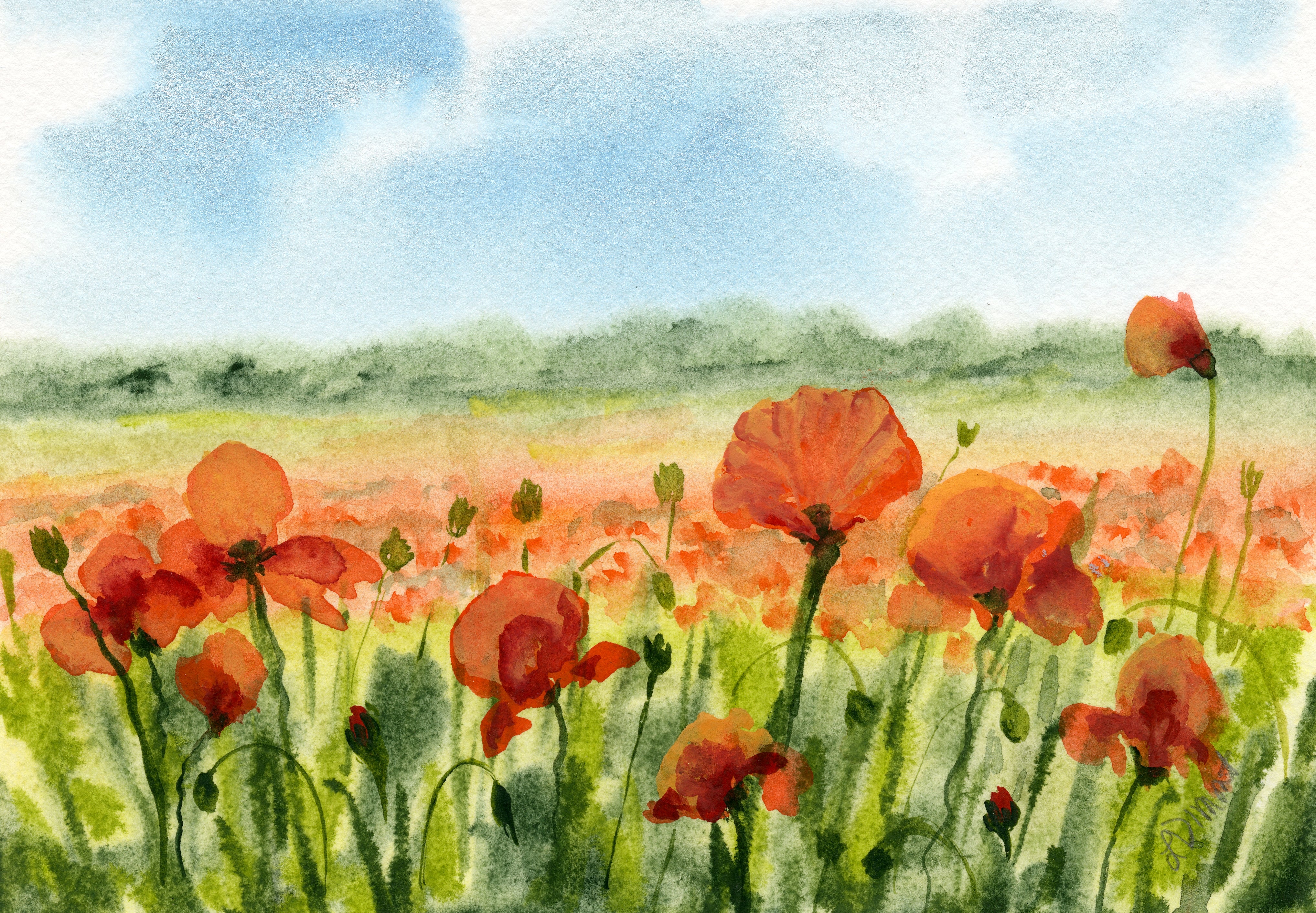 Poppy Field