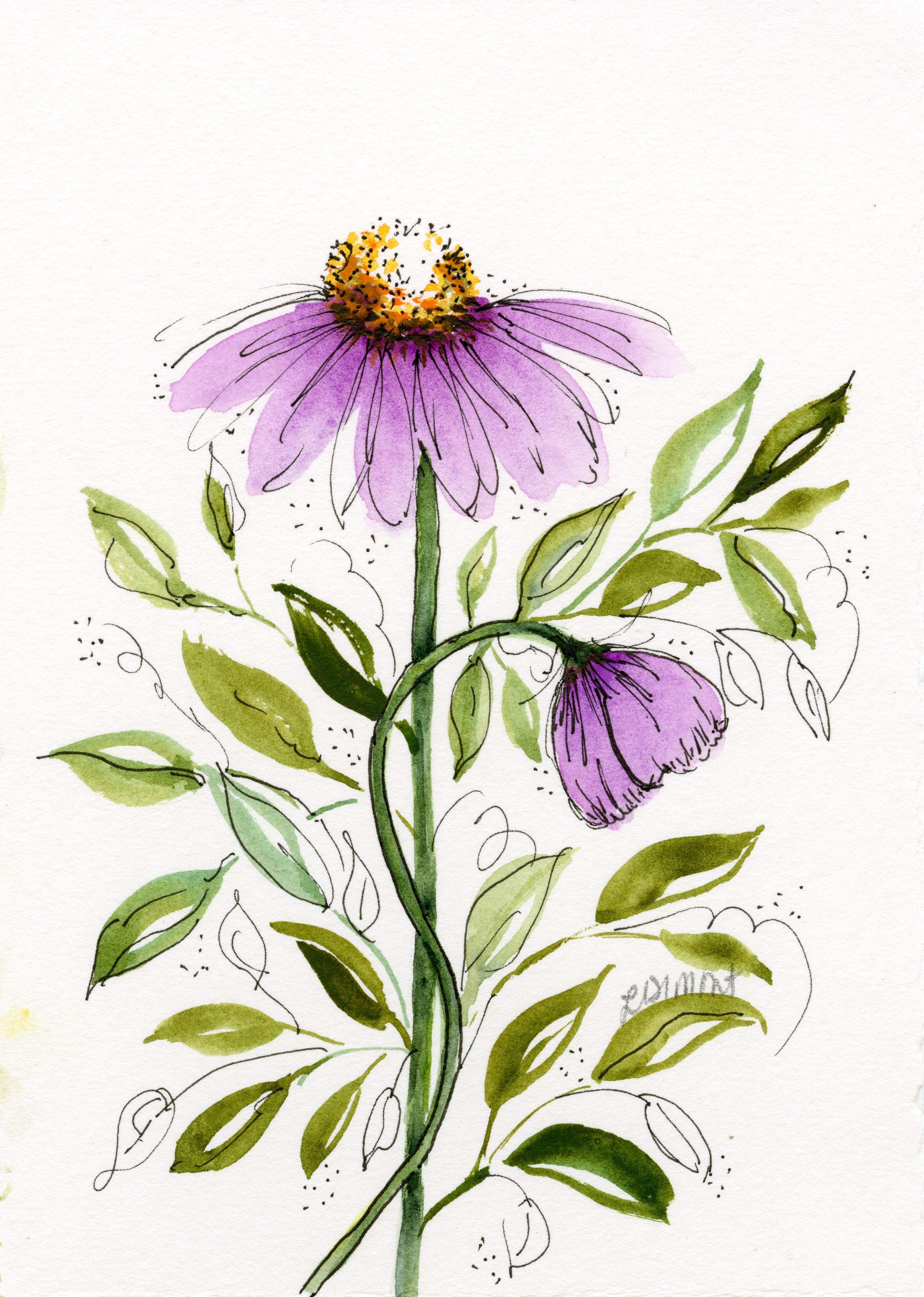 Purple Coneflower